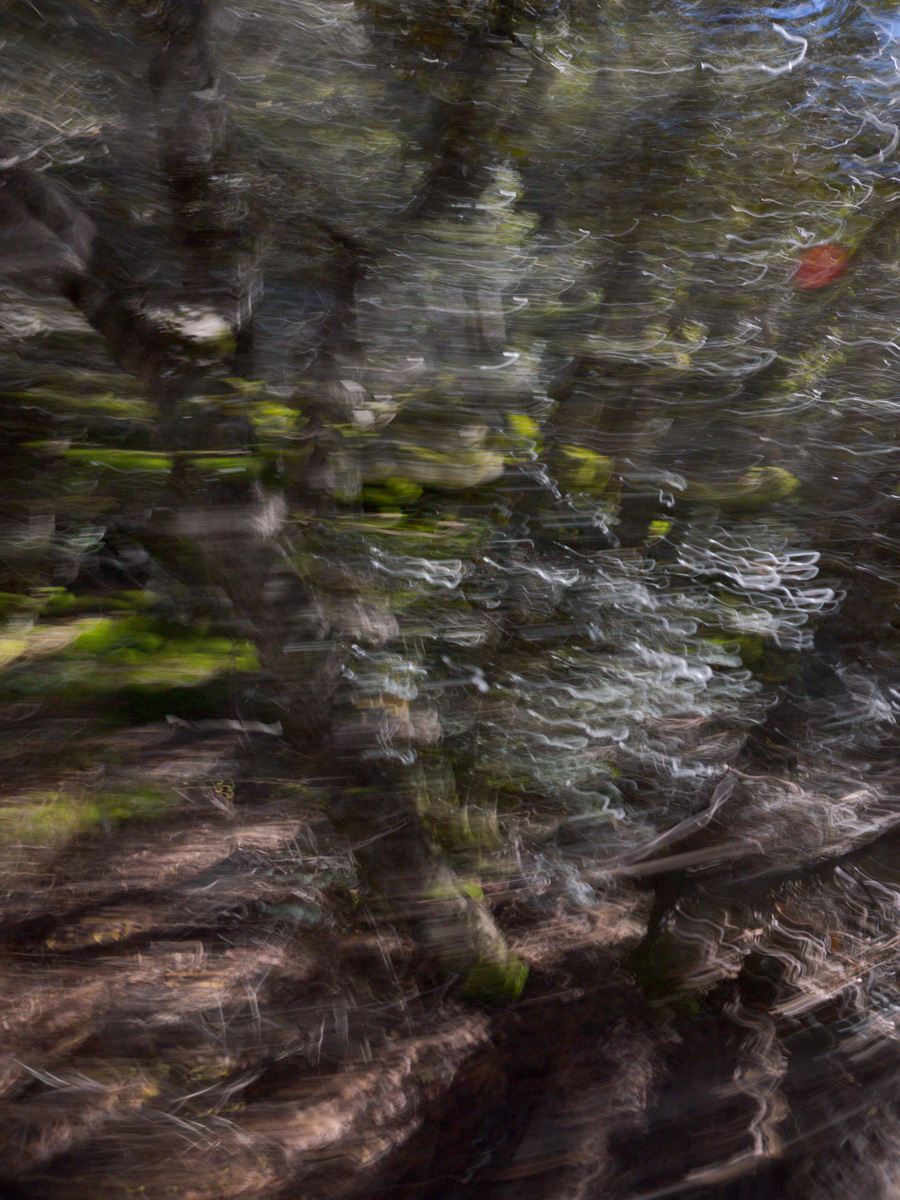 Cyprus Shrubs | 2023